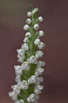 Downy rattlesnake plantain